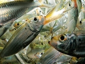 Fishing: Marine baits in freshwater