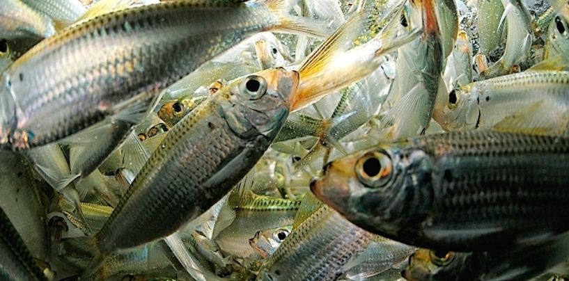 Fishing: Marine baits in freshwater