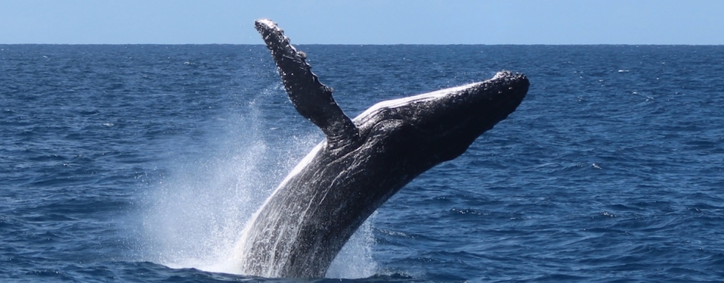 Whale Migration Safety Ensured