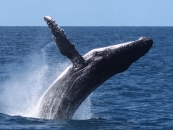 Whale Migration Safety Ensured