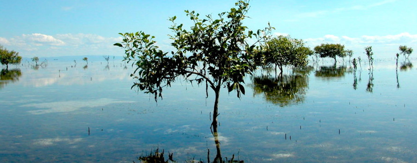 Mangroves: For Good Boating and Fishing