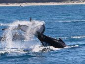 Humpbacks: Beyond Whale-Watching